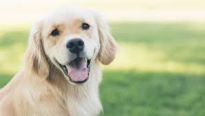 dog3.jpeg